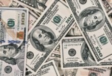 zeddy will s net worth