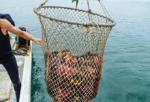 tara bernstein financial success summary